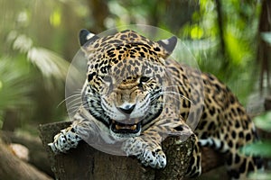 Young Jaguar snarl with teeth closeup in jungle on black background