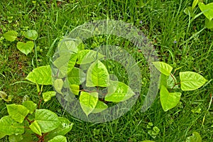 Young Japanese knotweed plant in the grass - Fallopia japonica