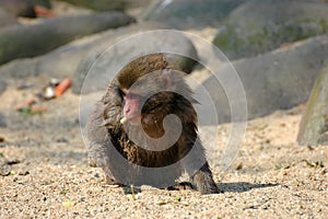 Young Japanese Macaque
