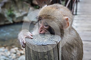 Young Japanese Macaque bitting on a wooden surface in a zoo