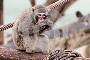 Young japanese macaque eating on a log