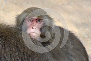 Young Japanese Macaque Primate Snow Monkey