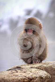 A young Japanese macaque snow monkey at Jigokudani Monkey Park in Nagano in Japan