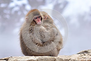 Young Japanese macaques snow monkey hugging at Jigokudani Monkey Park in Japan