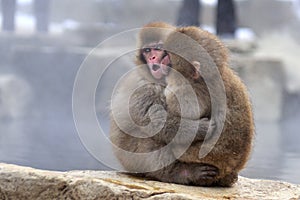 Young Japanese macaques snow monkey hugging at Jigokudani Monkey Park in Japan