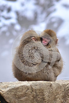 Young Japanese macaques snow monkey hugging at Jigokudani Monkey Park in Japan