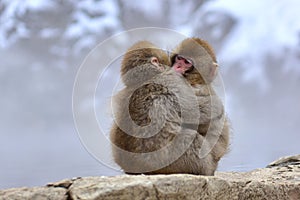 Young Japanese macaques snow monkey hugging at Jigokudani Monkey Park in Nagano in Japan