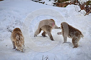 Young Japanese macaques snow monkey playing at Jigokudani Monkey Park in Japan