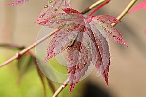 Young Japanese Maple Leaf