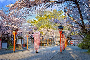 Young Japanese woman in traditional Kimono dress strolls at Hirano-jinja Shrine during full bloom cherry blossom season