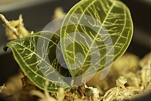 Young Jewel Orchid plant Macodes petola