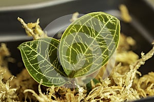 Young Jewel Orchid plant Macodes petola