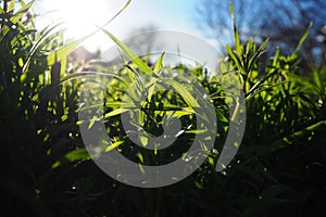 Young juicy green grass in the rays of the morning sun against the blue sky. Spring in Serbia. Sunny March. The trees