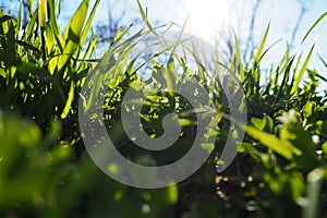 Young juicy green grass in the rays of the morning sun against the blue sky. Spring in Serbia. Sunny March. The trees