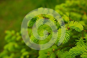 Young, juicy, green shoots on a coniferous tree close-up. The evergreen spruce tree grows intensively in the spring. Narural photo