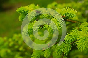 Young, juicy, green shoots on a coniferous tree close-up. The evergreen spruce tree grows intensively in the spring. Narural photo