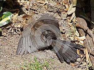 Young juvenile blackbird in a garden sunbathing