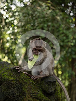 Young juvenile crab-eating long-tailed macaque Macaca fascicularis eating a leaf in Ubud Monkey Forest Bali Indonesia