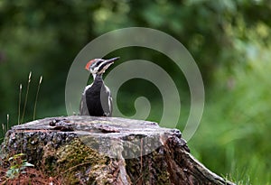 Young juvenile female Pileated woodpecker explores her world.