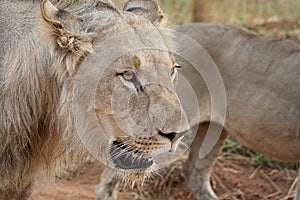 Young juvenile male lion