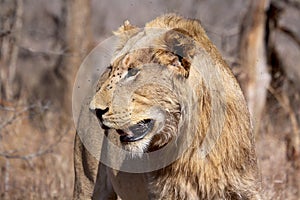 Young juvenile male lion