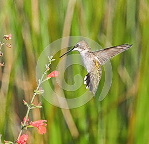 Young juvenile male Ruby throated hummingbird - Archilochus colubris