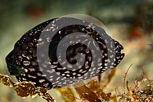young juvenile map puffer fish