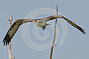 A Young Juvenile Osprey in Flight Shortly after Fledging photo