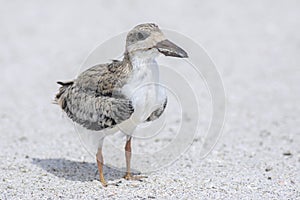 Young, Juvenile Skimmer