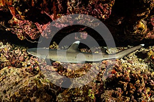 young juvenile whitetip reef shark resting in a cave