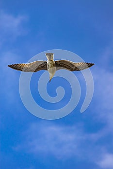 young juvenile yellow-legged gull flying