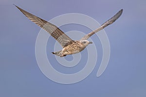 young juvenile yellow-legged gull flying