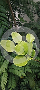 Young kaffir lime leaves or daun jeruk purut