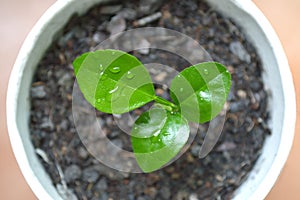 Young kaffir lime plant in recycled paper cup