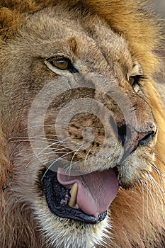 A young Kalahari male lion with its big yellow mane shows off its K9 teeth.