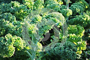 Young kale growing in the vegetable garden