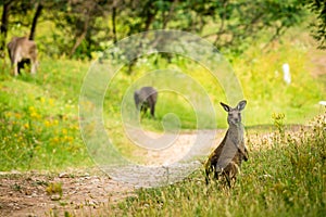 Young kangaroo eating on a trail in Australia