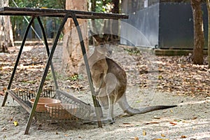 young kangaroo in the feeding area in Hartley’s Crocodile Adventures park
