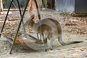 young kangaroo in the feeding area in Hartley’s Crocodile Adventures park