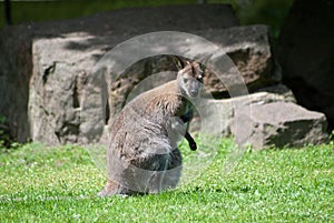Young kangaroo