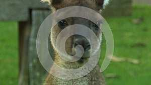 Young kangaroo looking at camera