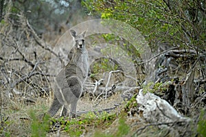 Kangaroos on a golf course
