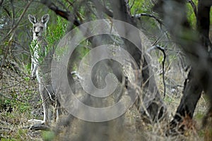 Kangaroo on a golf course