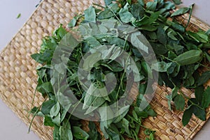 Young katuk leaves piled on a bamboo mat.