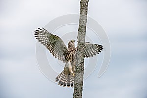 The young Kestrel climb a wooden fence pole