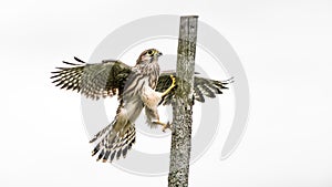 The young Kestrel climbing on a wooden fence pole