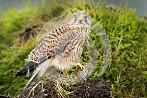 Young Kestrel eating a prey