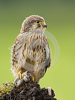 Young Kestrel eating a prey