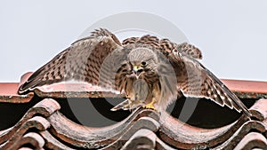 Young Kestrel on the hot roof