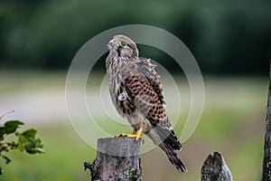 The young Kestrel perching on a wooden fence pole